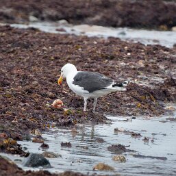 Great Black-backed Gull